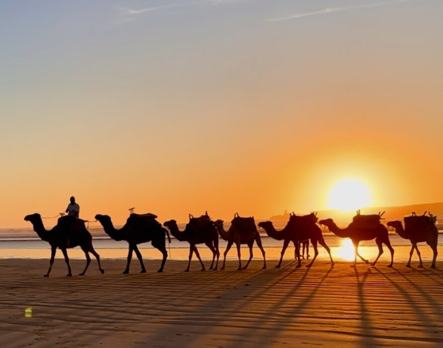 Sunset camel ride on the beach